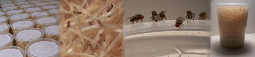 Fruit Fly Cultures at Fruit Flies Direct